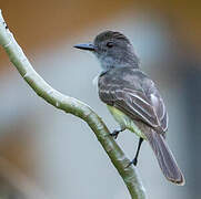 Short-crested Flycatcher