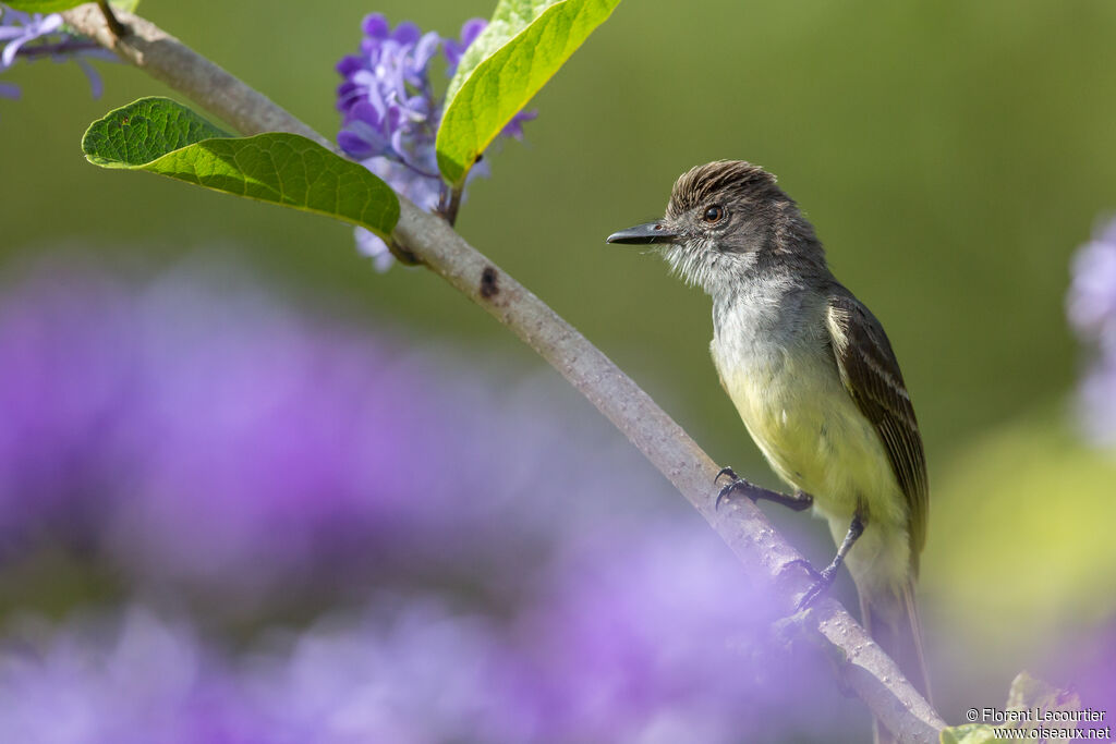 Short-crested Flycatcher