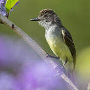 Short-crested Flycatcher