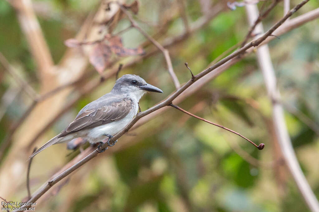 Tyran gris, identification