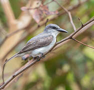 Grey Kingbird