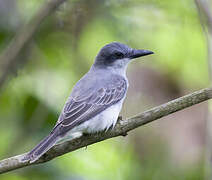 Grey Kingbird