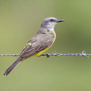 Tropical Kingbird