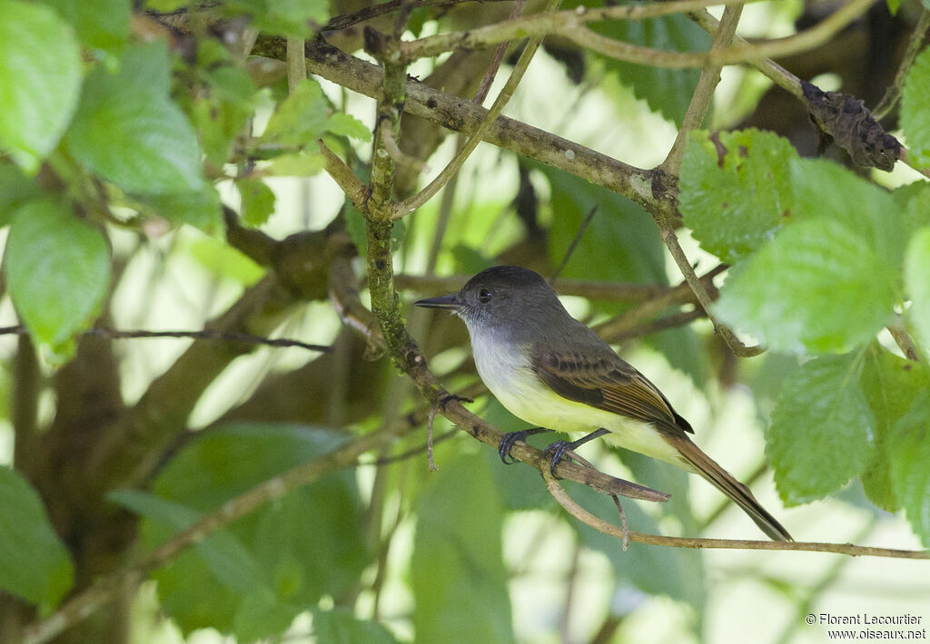 Dusky-capped Flycatcher