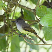 Dusky-capped Flycatcher