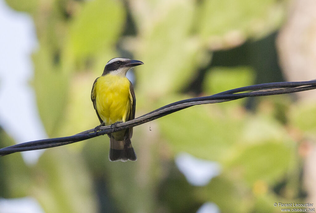 Boat-billed Flycatcher