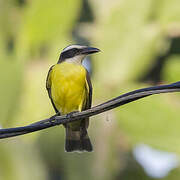 Boat-billed Flycatcher