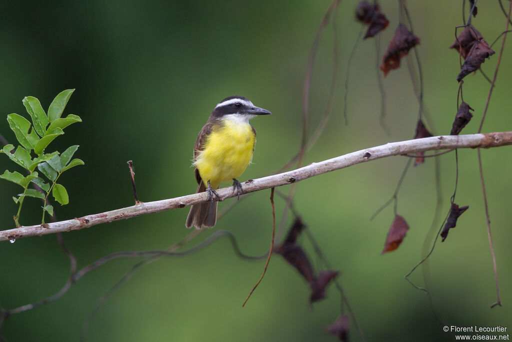 Great Kiskadee