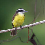 Great Kiskadee