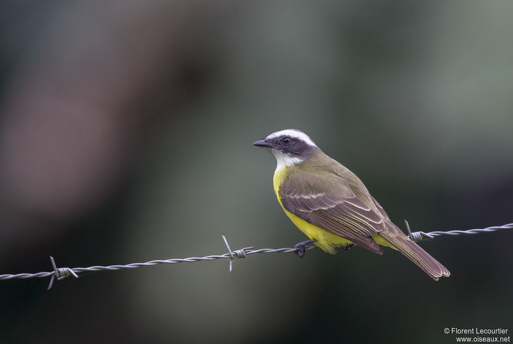 Social Flycatcher