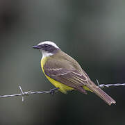 Social Flycatcher