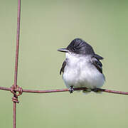 Eastern Kingbird