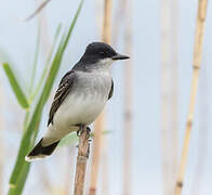 Eastern Kingbird