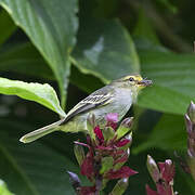 Golden-faced Tyrannulet