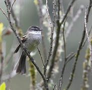 White-throated Tyrannulet