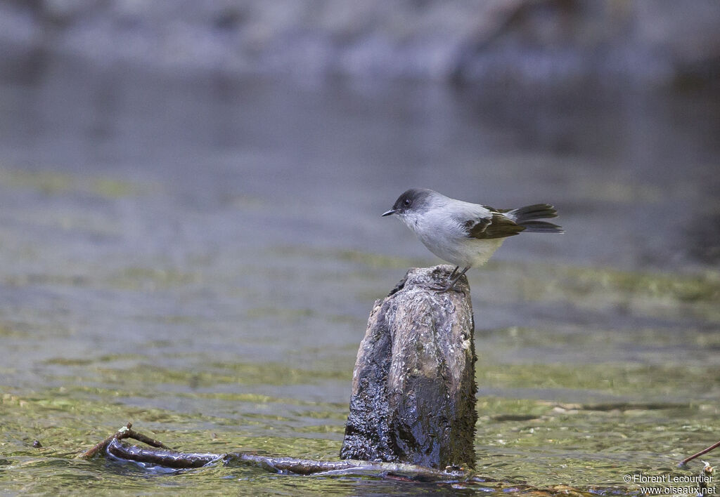 Torrent Tyrannulet