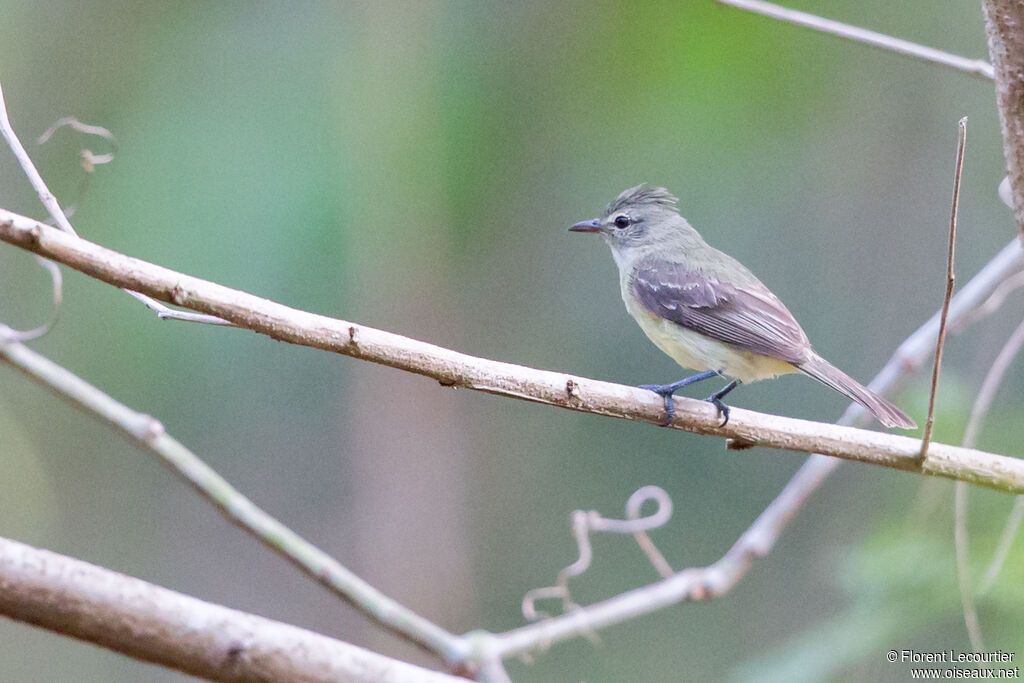 Southern Beardless Tyrannulet