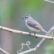 Southern Beardless Tyrannulet