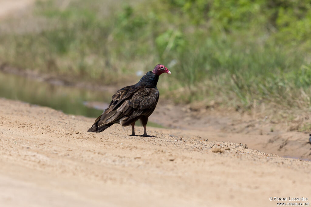 Urubu à tête rouge