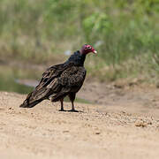 Turkey Vulture