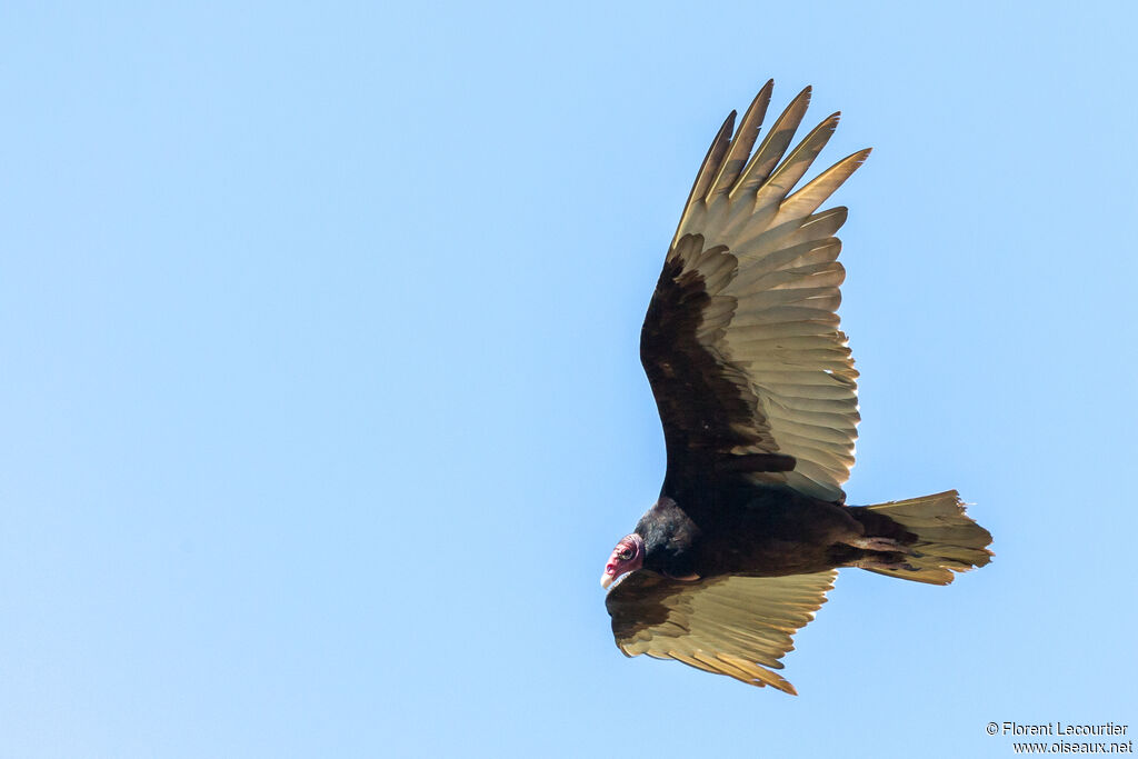 Urubu à tête rouge