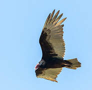 Turkey Vulture