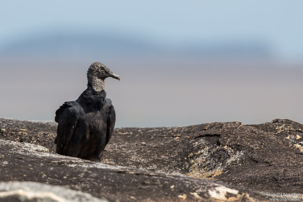 Black Vulture