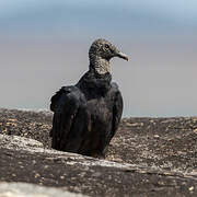 Black Vulture