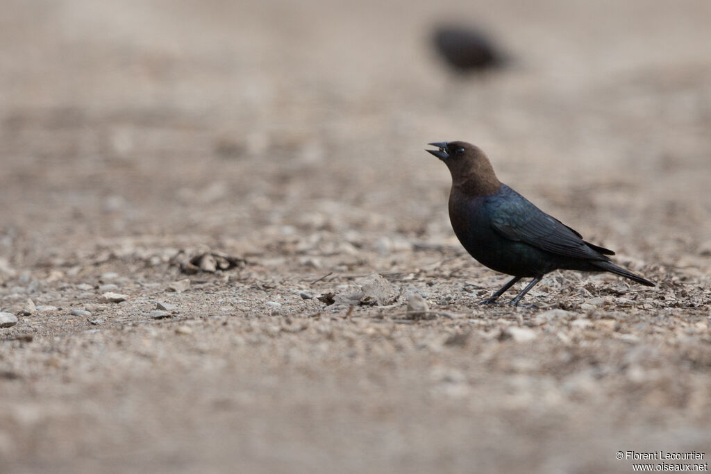 Brown-headed Cowbird