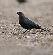 Brown-headed Cowbird