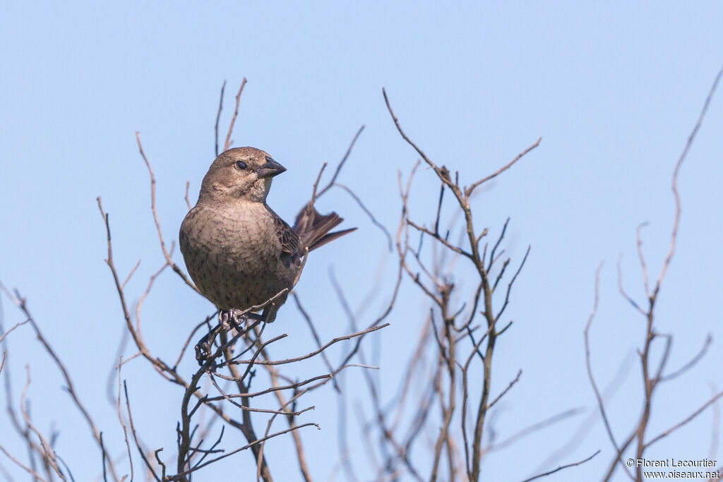 Brown-headed Cowbird female adult