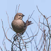 Brown-headed Cowbird