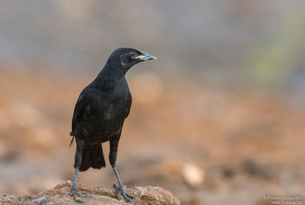 Giant Cowbird