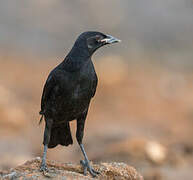 Giant Cowbird