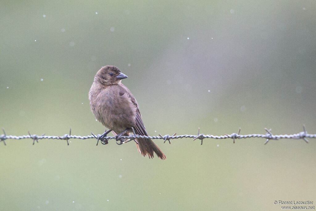 Shiny Cowbird female