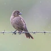 Shiny Cowbird