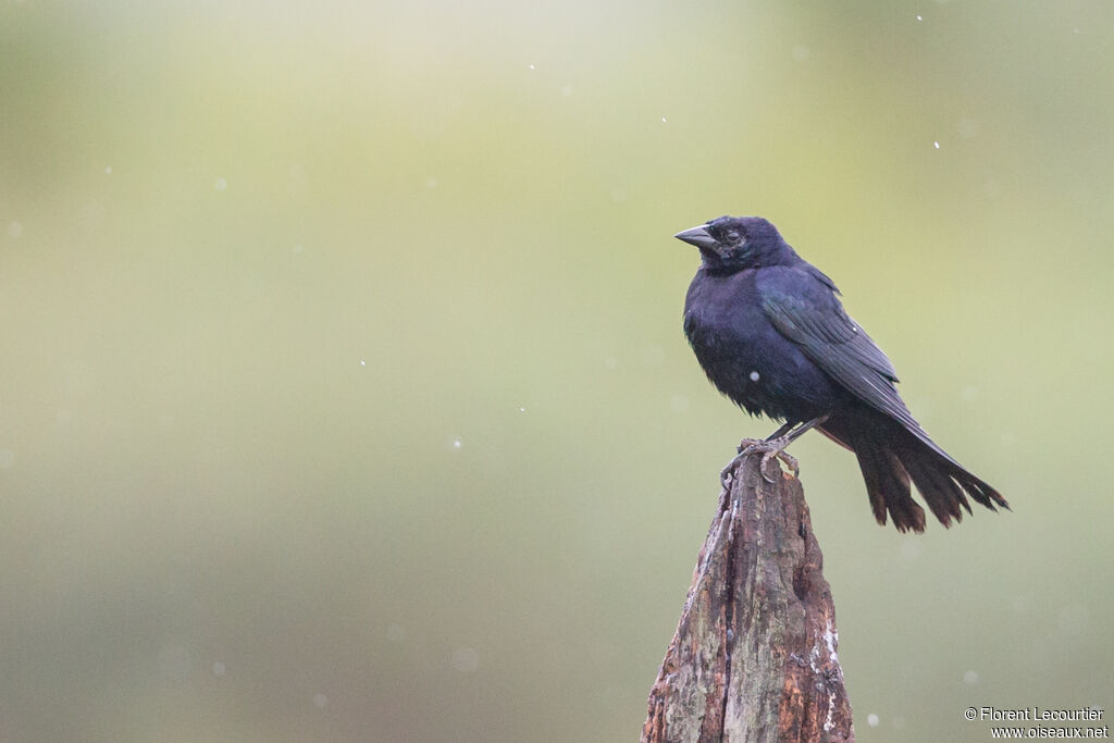 Shiny Cowbird male