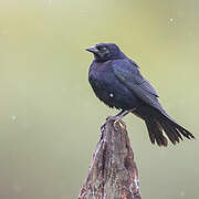 Shiny Cowbird