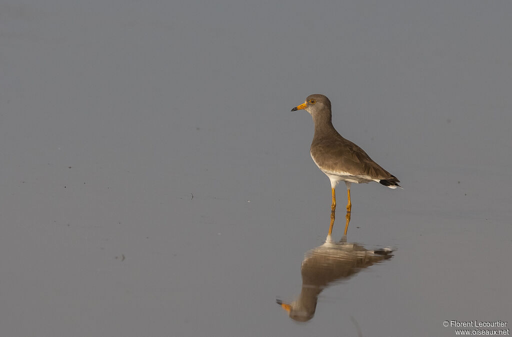 Grey-headed Lapwing