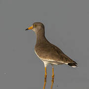 Grey-headed Lapwing