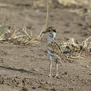 Black-headed Lapwing