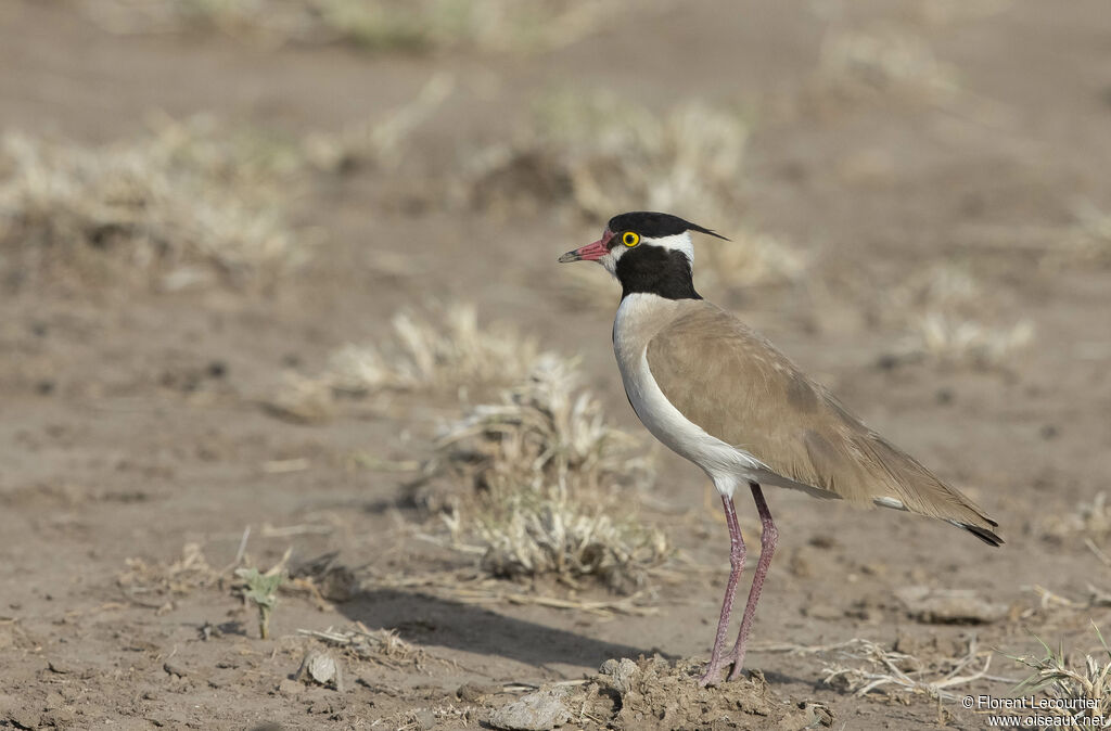 Black-headed Lapwingadult