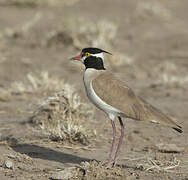 Black-headed Lapwing