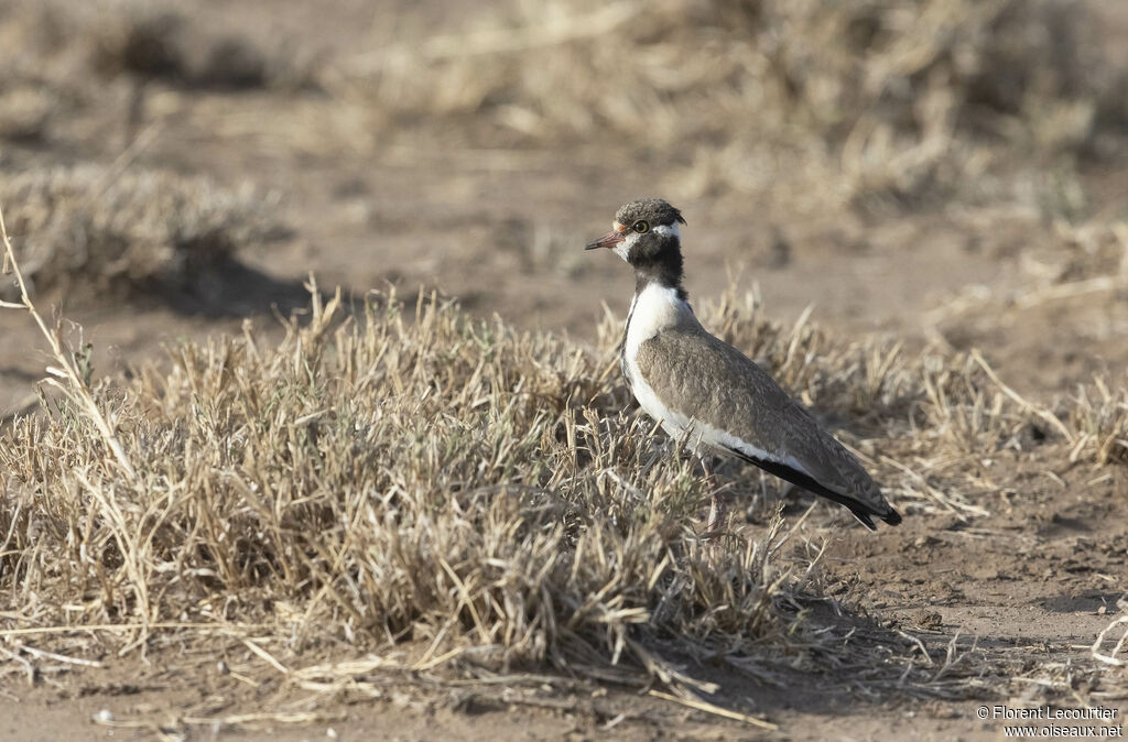 Black-headed Lapwingimmature