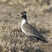 Black-headed Lapwing