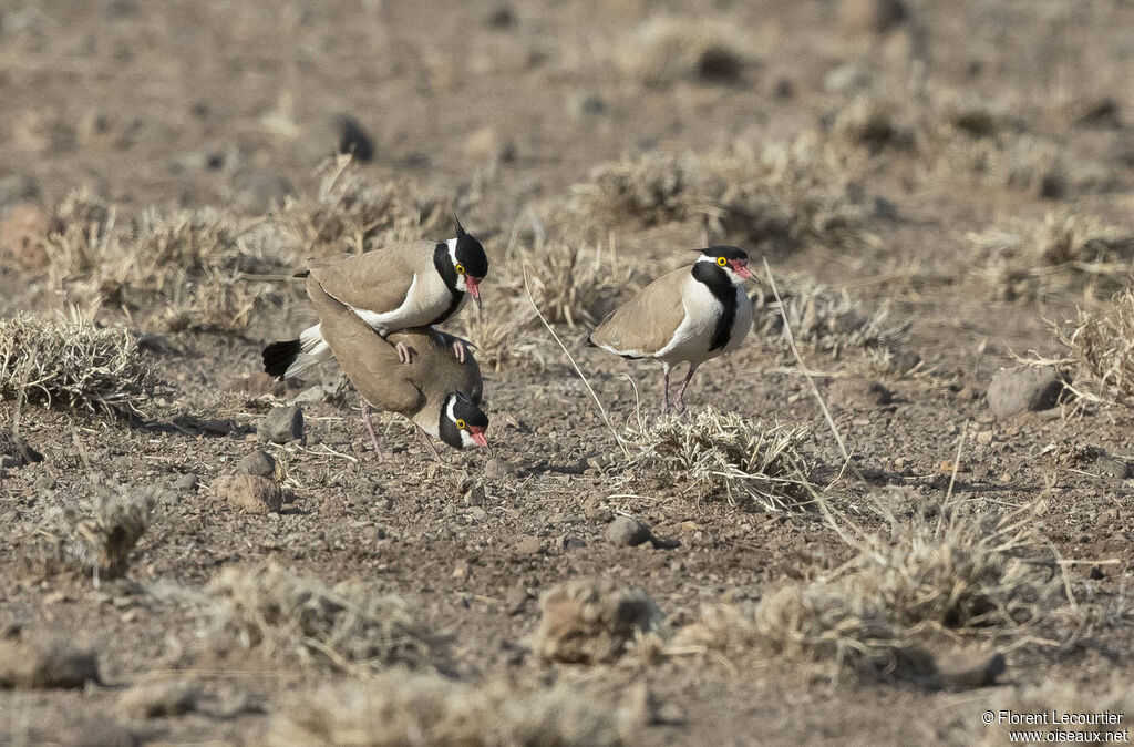 Vanneau à tête noireadulte nuptial, accouplement.