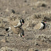 Black-headed Lapwing