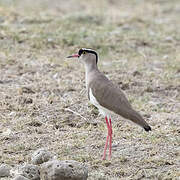 Crowned Lapwing