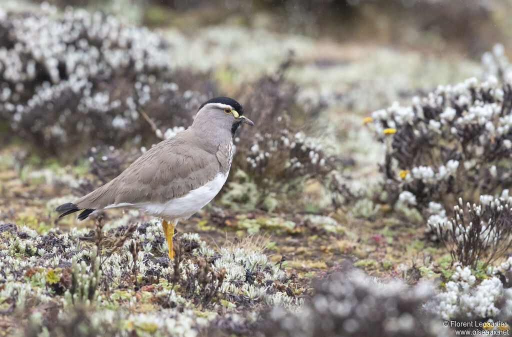 Spot-breasted Lapwing