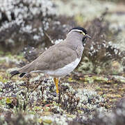 Spot-breasted Lapwing